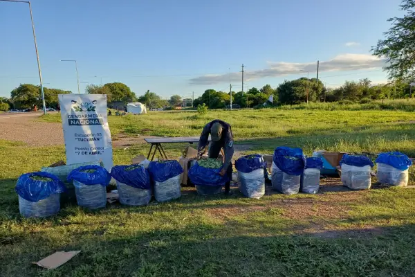 Interceptaron en Tucumán 222 kilos de hojas de coca enviados por encomienda hacia Buenos Aires