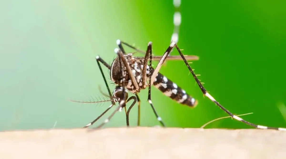 MOSQUITO VECTOR. El Aedes aegyti transmite chikungunya.