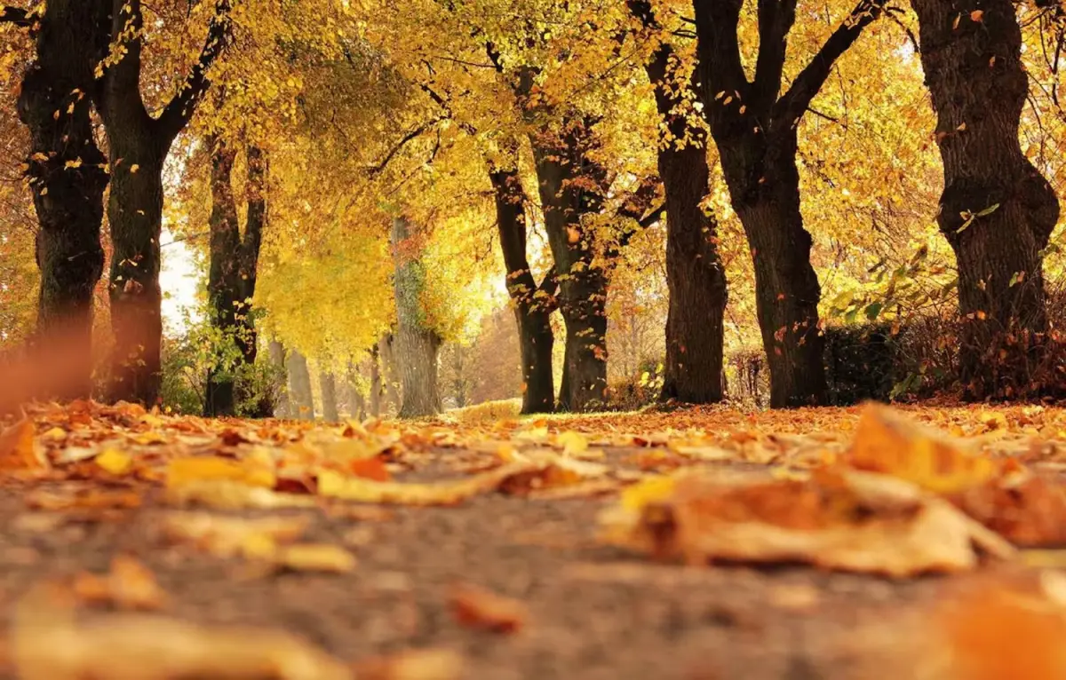 Equinoccio de marzo 2026: rituales energéticos para el otoño y el cambio de estación