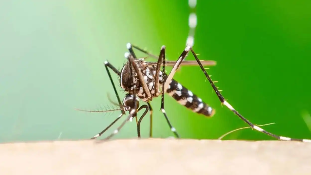 MOSQUITO VECTOR. El Aedes aegyti transmite chikungunya.
