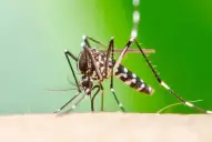 Suben a 231 los casos de chikungunya en Tucumán y refuerzan la vigilancia epidemiológica