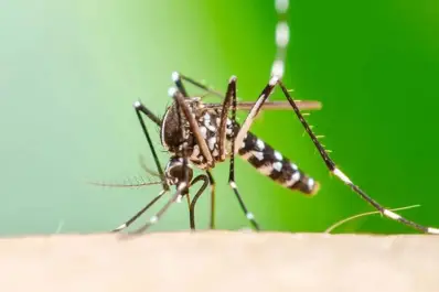 Ya hay ocho casos de chikungunya confirmados en Tucumán