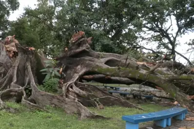 Tenía más de 100 años: se desplomó el histórico gomero frente al Cementerio del Oeste