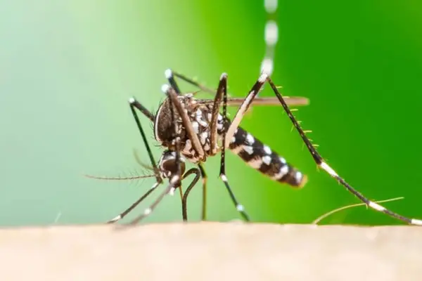 Ya hay ocho casos de chikungunya confirmados en Tucumán