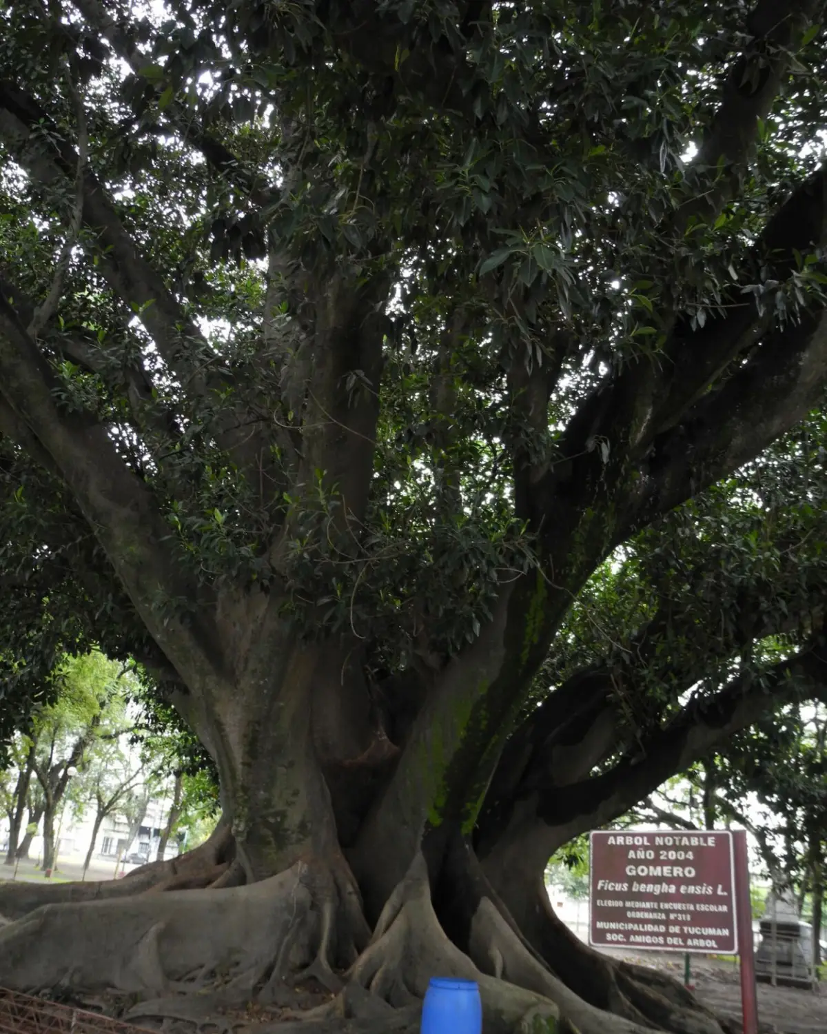 DOS DÉCADAS. Hace 22 años, el Concejo Deliberante reconoció la importancia del ejemplar y lo declaró notable.