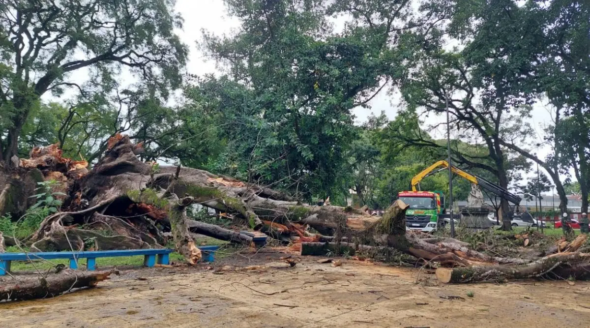 NUEVO DESTINO. Los trozos serán reducidos para luego ser llevados a la huerta municipal donde se convertirán en compost, un fertilizante orgánico para plantas de espacios públicos.