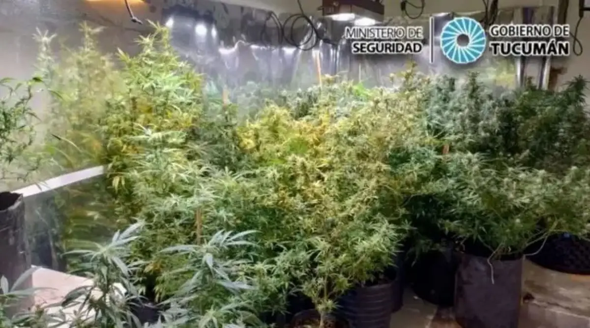 Resolución judicial en el caso Érika: El militar Sosa deberá afrontar una causa por la marihuana que cultivaba