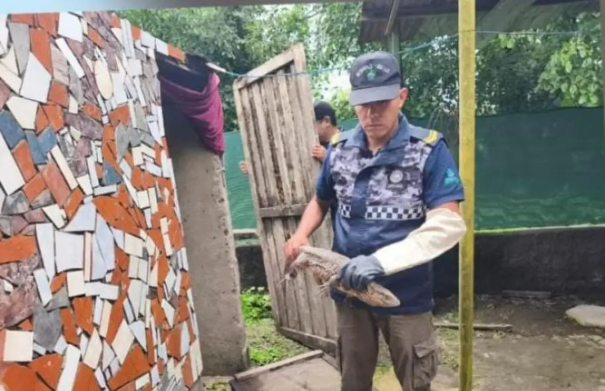 Rescataron un caraguay y lo liberaron en su hábitat