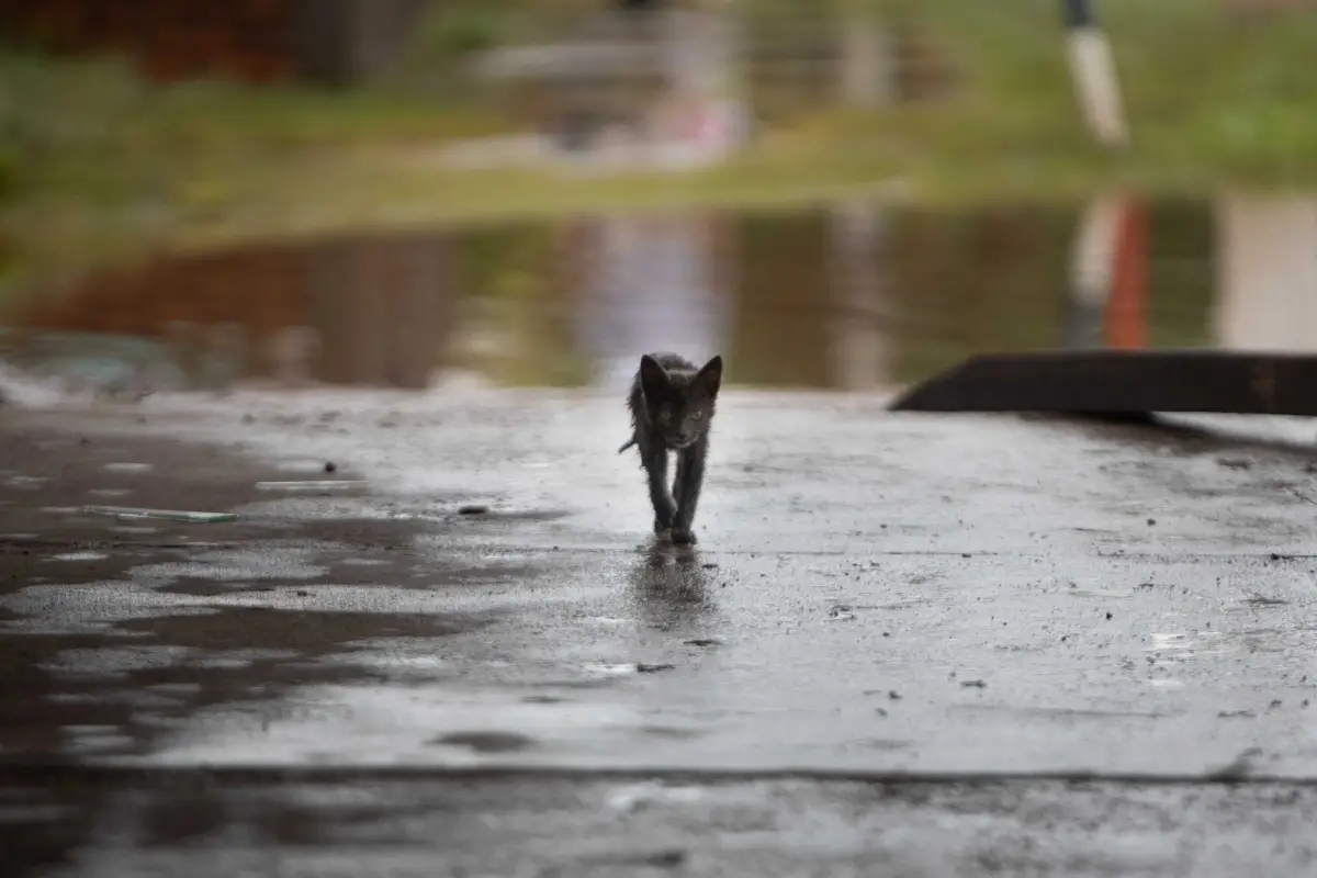 Colecta por el sur tucumano: buscan ayuda para las familias y los animales heridos