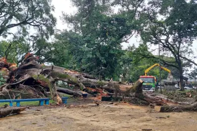 Una postal impactante frente al Cementerio del Oeste: cayó el histórico gomero