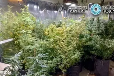 Resolución judicial en el caso Érika: El militar Sosa deberá afrontar una causa por la marihuana que cultivaba