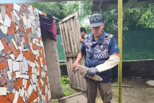 Rescataron un caraguay y lo liberaron en su hábitat