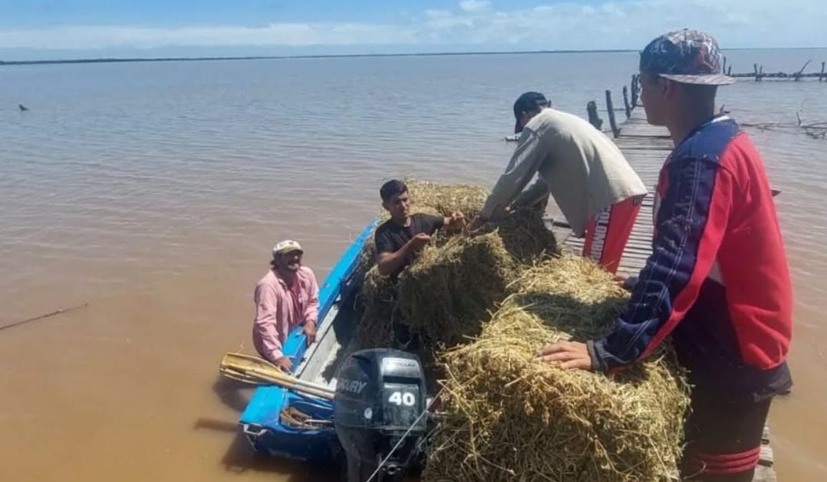 Refuerzan la entrega de alimentos y atención veterinaria en zonas afectadas por las tormentas