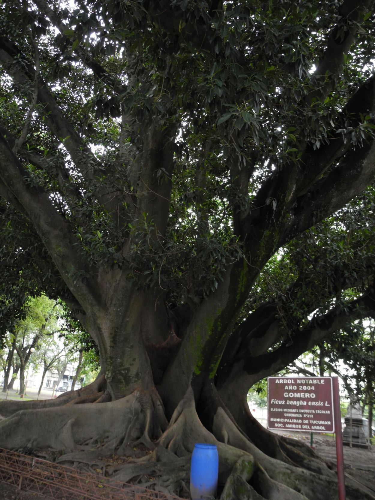 Recuerdos fotográficos: 2004. Una alumna eligió el árbol notable