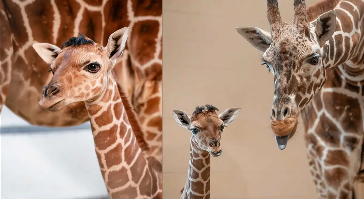 Eugene, la jirafa de dos meses que enterneció al mundo con su divertido peinado