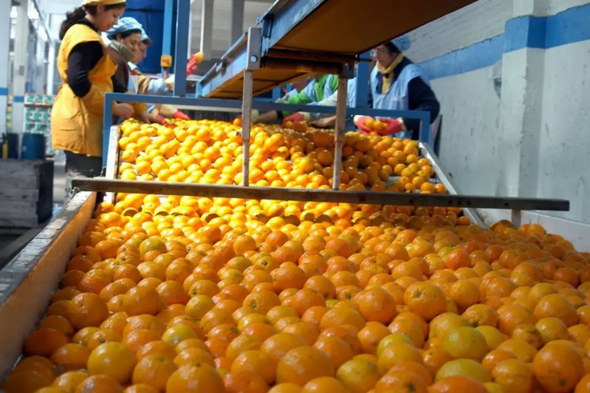 REQUISITO. El sector espera la publicación del Análisis de Riesgo de Plagas en el registro federal del país del norte.
