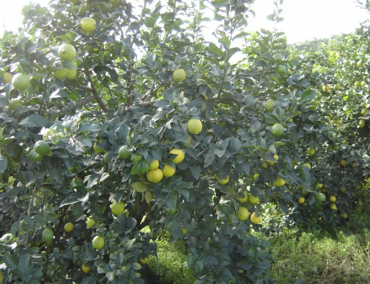 SITUACIÓN. En conjunto, casi un 40% del monte limonero de Tucumán está compuesto por plantaciones jóvenes, que garantizan el volumen de cosecha para las próximas campañas.