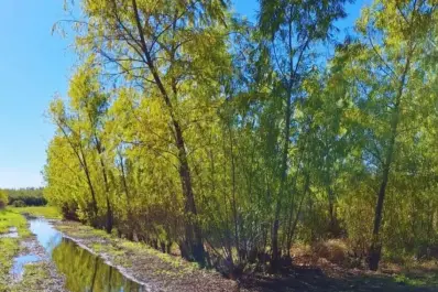 El INTA busca restaurar bosques ribereños con especies tolerantes al anegamiento