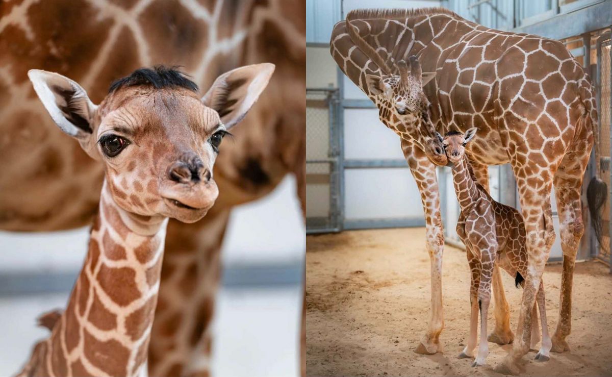 Eugene, la jirafa de dos meses que enterneció al mundo con su divertido peinado
