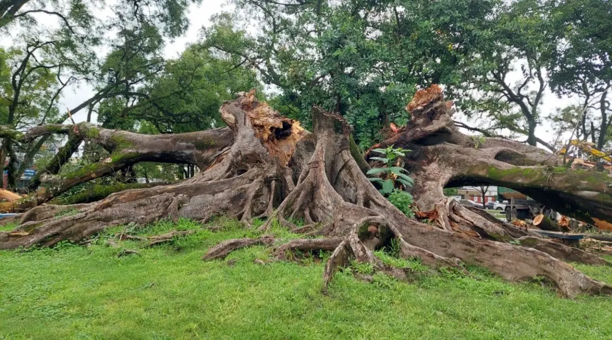 ÁRBOL HISTÓRICO. El gomero del parque tenía casi 120 años de antigüedad, lo que sitúa su plantación a finales del siglo XIX o principios del XX. la gaceta / foto de ariane armas