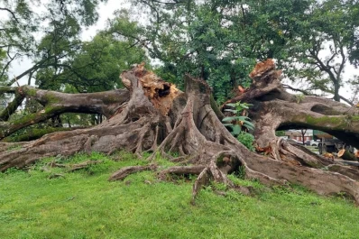 Tras la caída del gomero histórico:e l arbolado urbano está bajo debate abierto en Tucumán