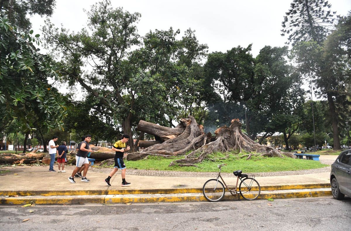 PLAN. Las partes pequeñas del árbol serán trituradas para hacer abono.