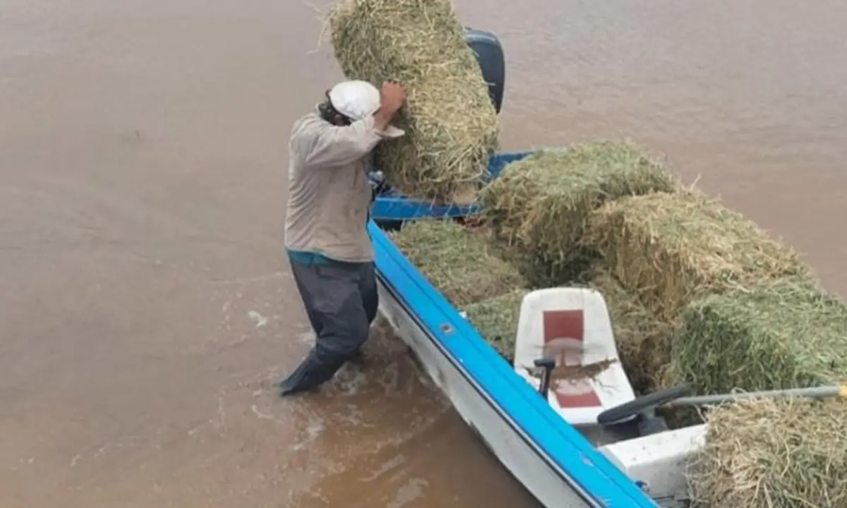 Tucumán: el Gobierno intensifica el rescate y la asistencia de animales en áreas afectadas