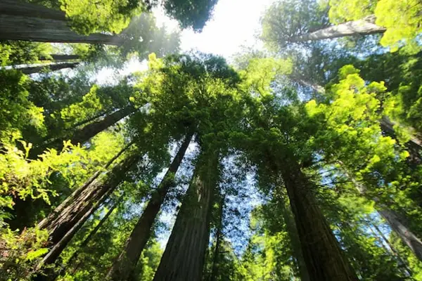 El gigante de Sudamérica: un árbol de 88 metros inquieta por su tamaño