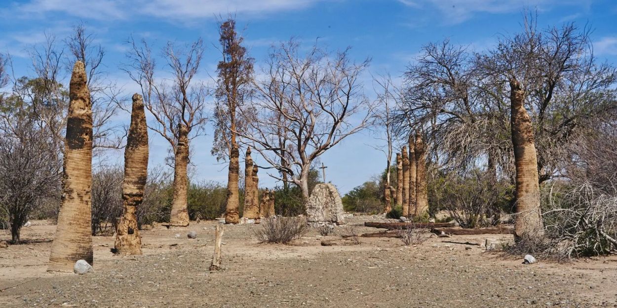 UNA CRUZ. Aún está en pie sobre una gruta, entre árboles secos.
