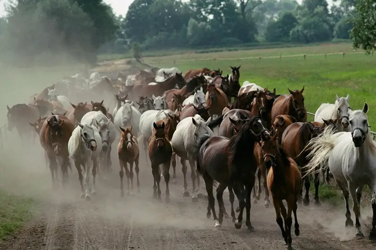 El comportamiento de los caballos cambió ante una exposición a sudoración producida en momentos de miedo.