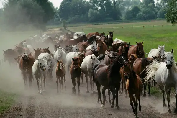 Un estudio demostró que los caballos huelen el miedo humano, condicionando su comportamiento
