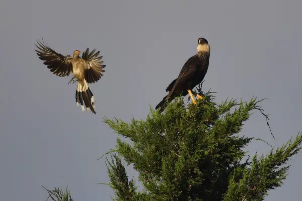 Tafí del Valle, un refugio de más de 200 aves: ocho alucinantes fotos que invitan a mirar más el cielo