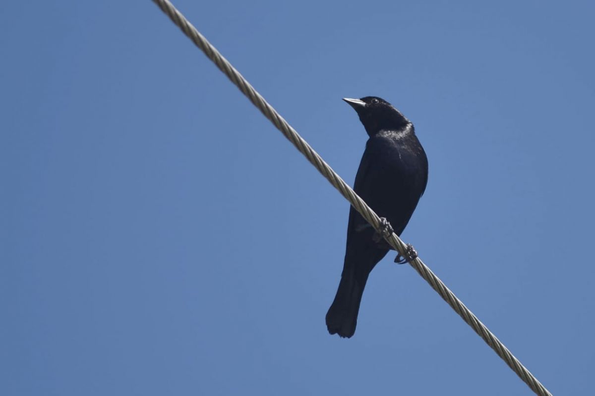 APROVECHAMIENTO. Los Tordos suelen parasitar nidos ajenos. LA GACETA / FOTO DE DIEGO ARÁOZ