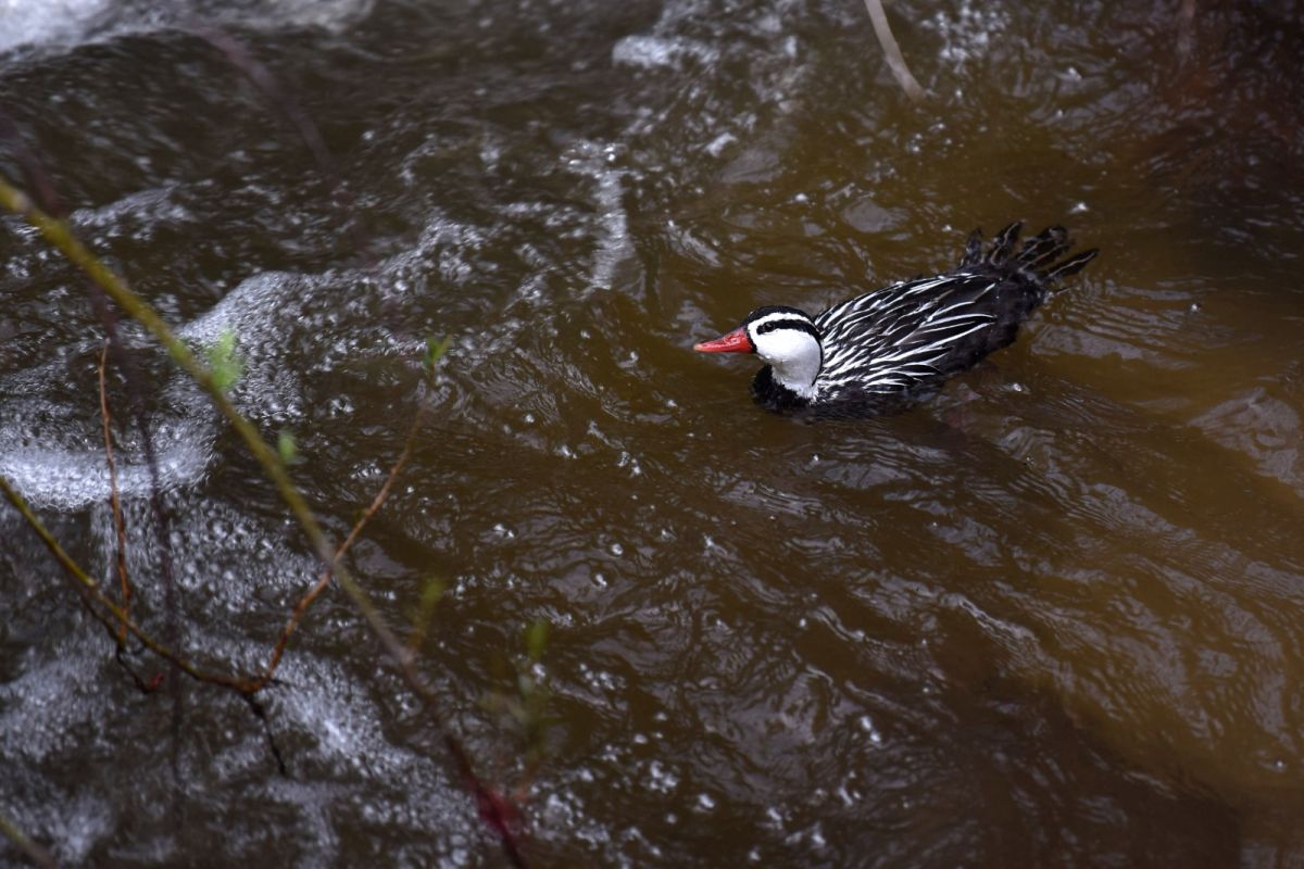 ESPECIE. Un pato de los torrentes 