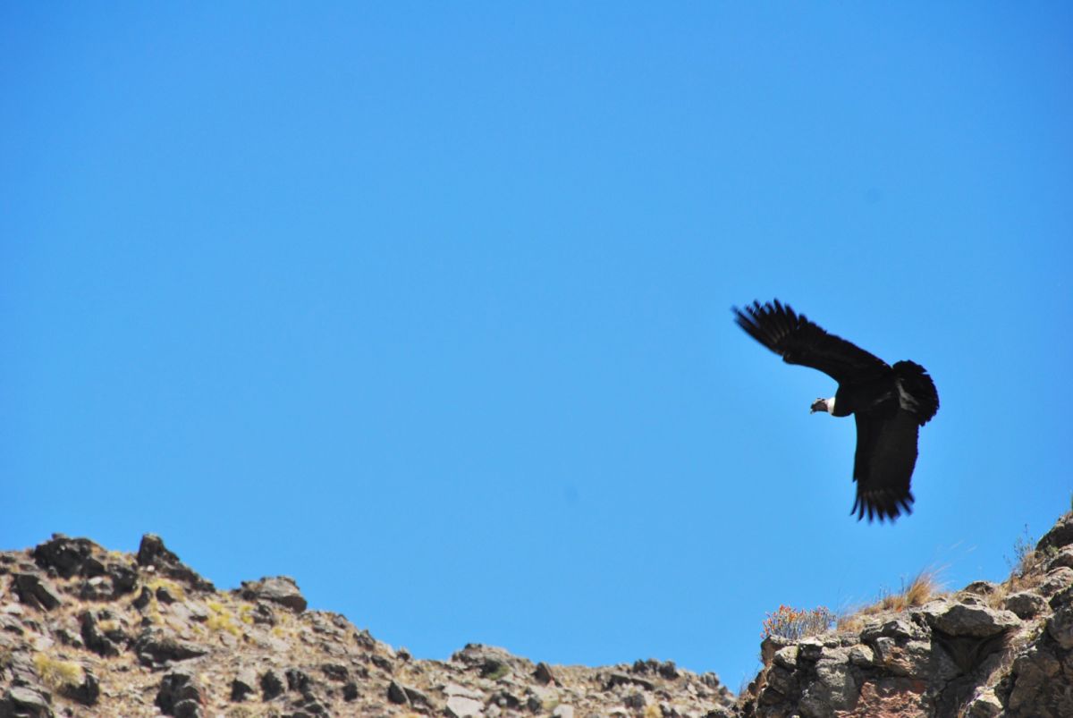 ESPECTACULAR. El Cóndor andino y su vuelo en lo más alto del valle. LA GACETA / FOTO DE DIEGO ARÁOZ