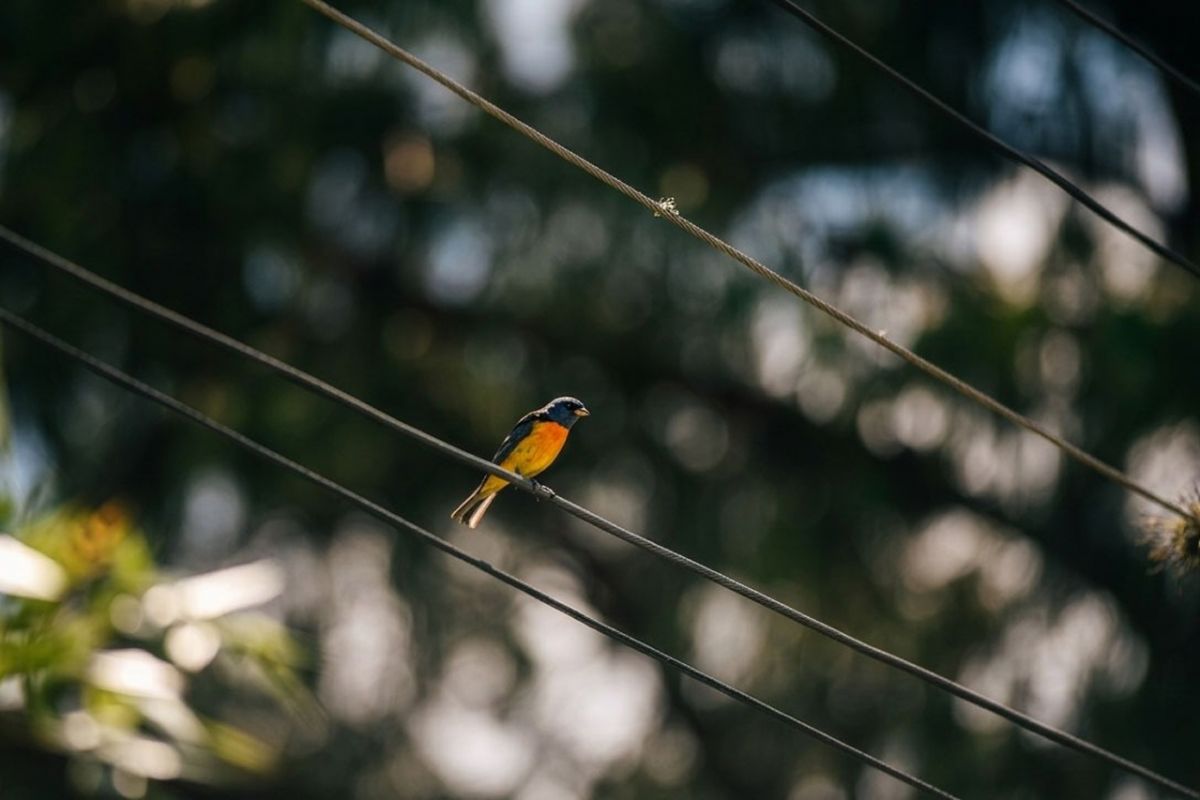 POSANDO. Un macho de Naranjero merodea cerca de las casas de Tafí del Valle. LA GACETA / FOTO DE DIEGO ARÁOZ