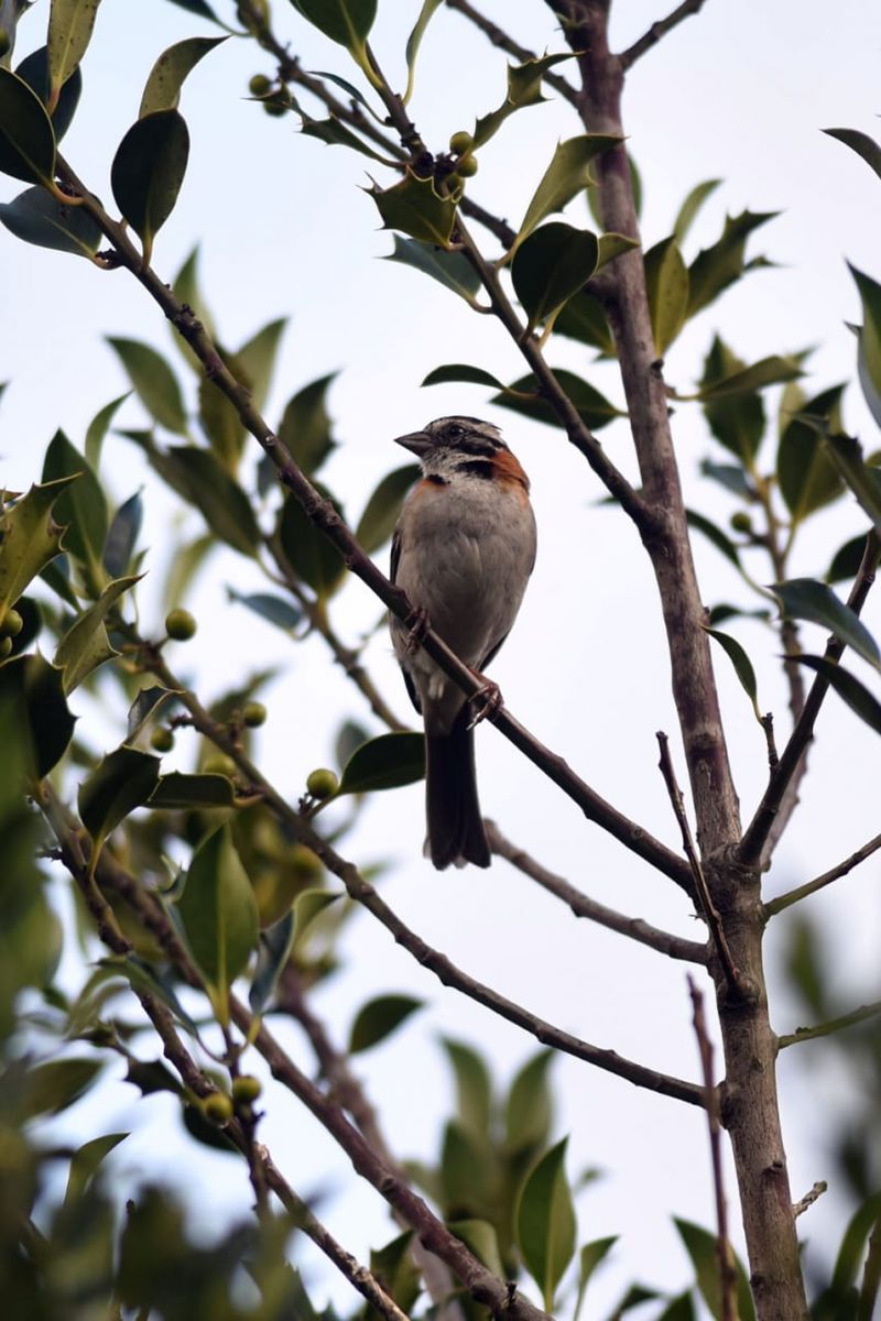 SE HACE SENTIR. El Chingolo es un pajarito con un canto muy melódico. LA GACET / FOTO DE DIEGO ARÁOZ
