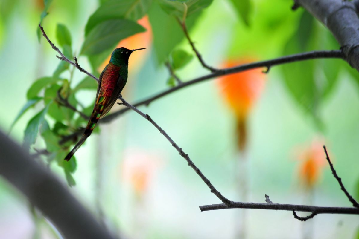 SIGNIFICADO. Colibrí cometa, con su larga cola que denota su nombre. LA GACETA / FOTO DE DIEGO ARÁOZ
