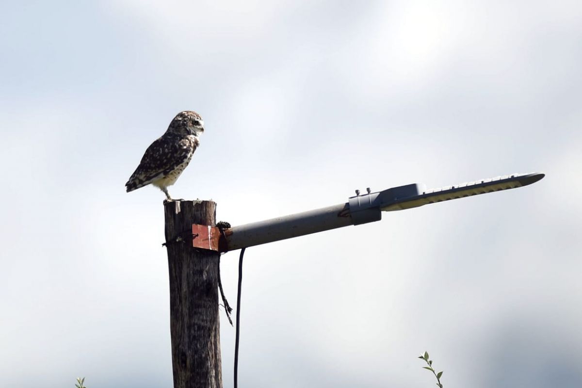 VIGILANTE. La Lechuza vizcachera, siempre mirando desde lo alto. LA GACETA / FOTO DE DIEGO ARÁOZ