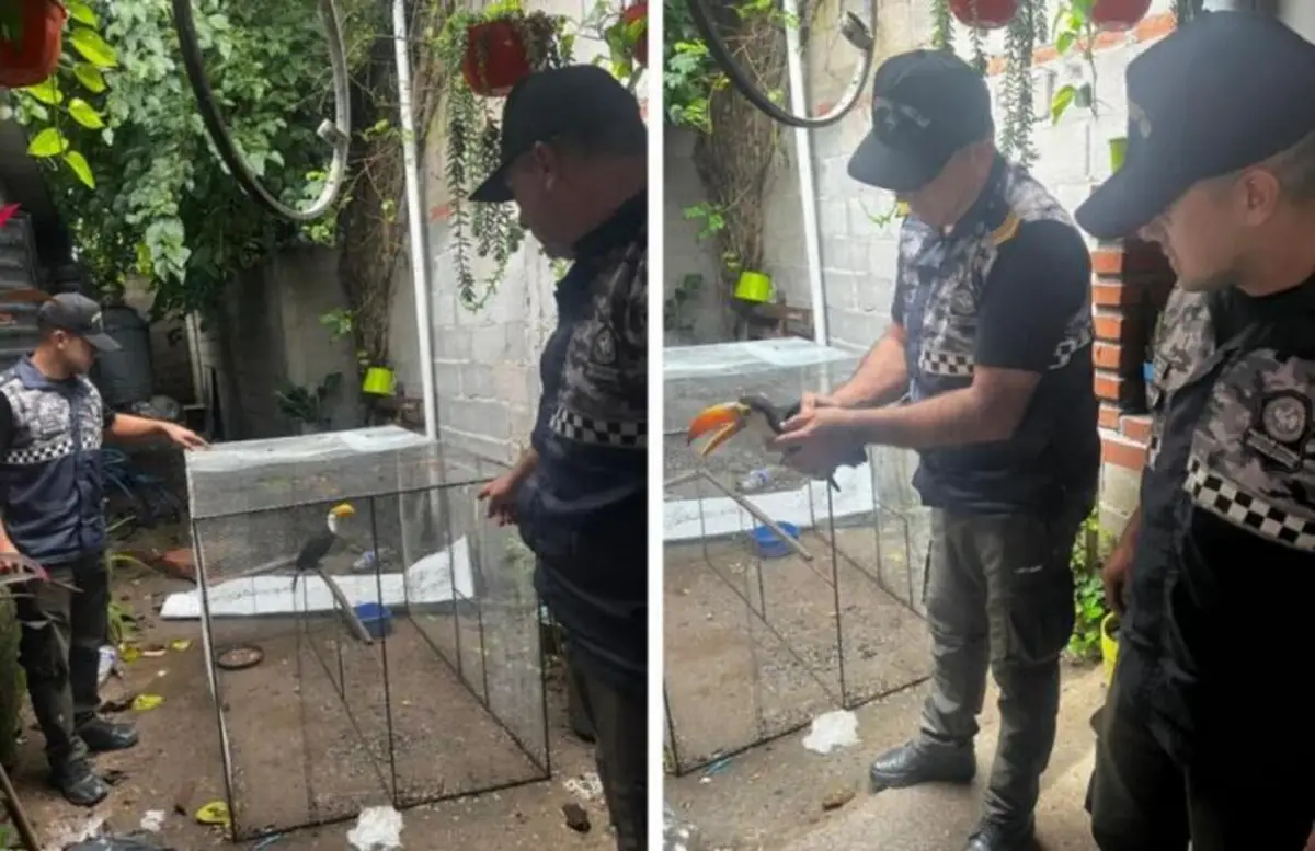Rescataron un tucán que era mantenido en cautiverio en una vivienda de La Cocha
