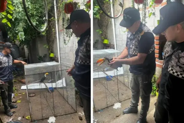 Rescataron un tucán que era mantenido en cautiverio en una vivienda de La Cocha