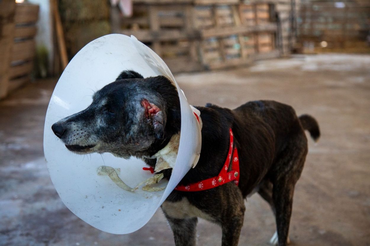 ASISTIDOS. Se atienden entre 70 y 80 animales por día.