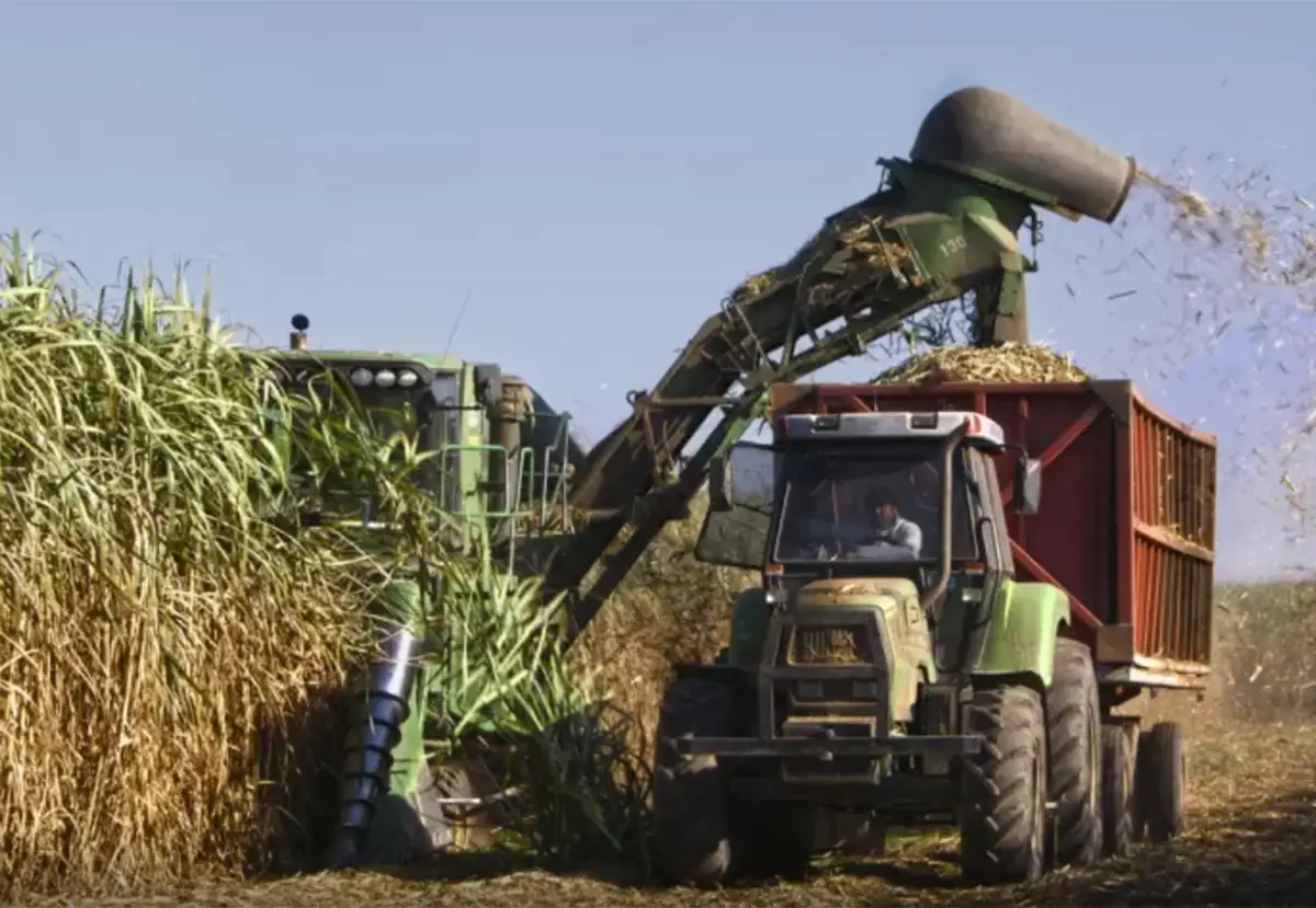 CAMPOS ANEGADOS. A raíz de las intensas lluvias se complica el ingreso de las cosechadoras de caña.