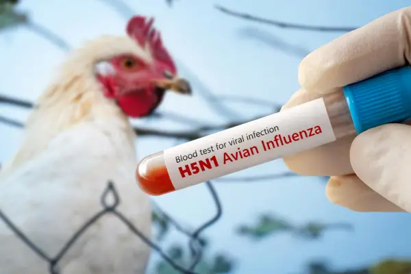 Europa: detectaron el primer caso de gripe aviar en humanos en Italia