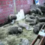 Rescatados tras las inundaciones en Tucumán: “Los animales llegan debilitados, con hipotermia y deshidratados”