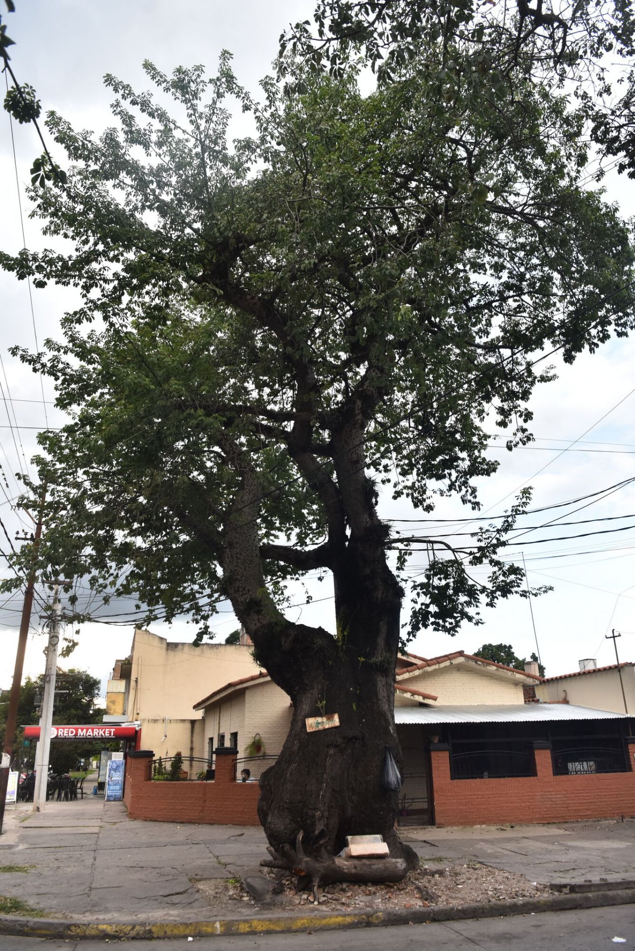 ENORME. El palo borracho que se ubica en calle Pellegrini, junto a su cartel de árbol notable.