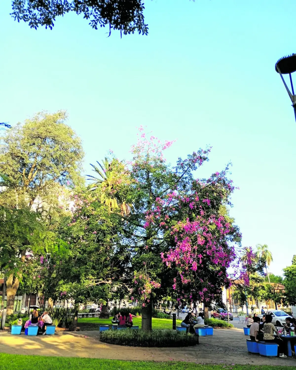 La madre que plantó un árbol para que el recuerdo de su hijo siga creciendo