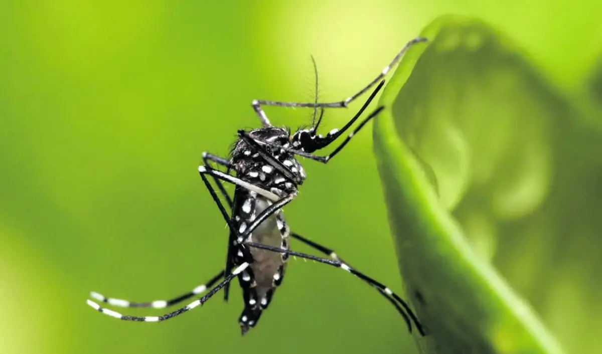 MOSQUITO TRANSMISOR. El Aedes prolifera en recipientes con agua.