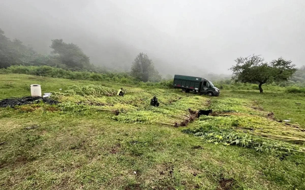 EN MEDIO DE LA NADA. Hace un año, en un paraje de Burruyacu, se descubrió una plantación con más de 500 ejemplares de marihuana.