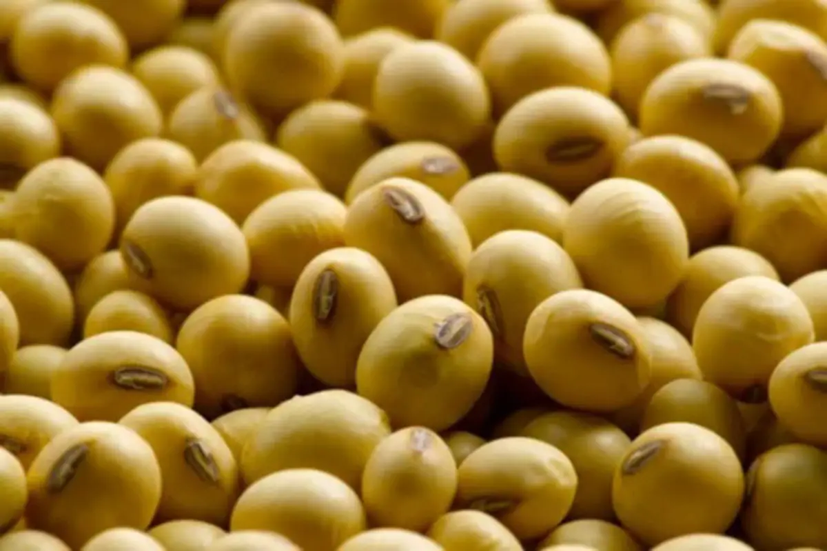 Sugieren medir la viabilidad seminal pre y poscosecha